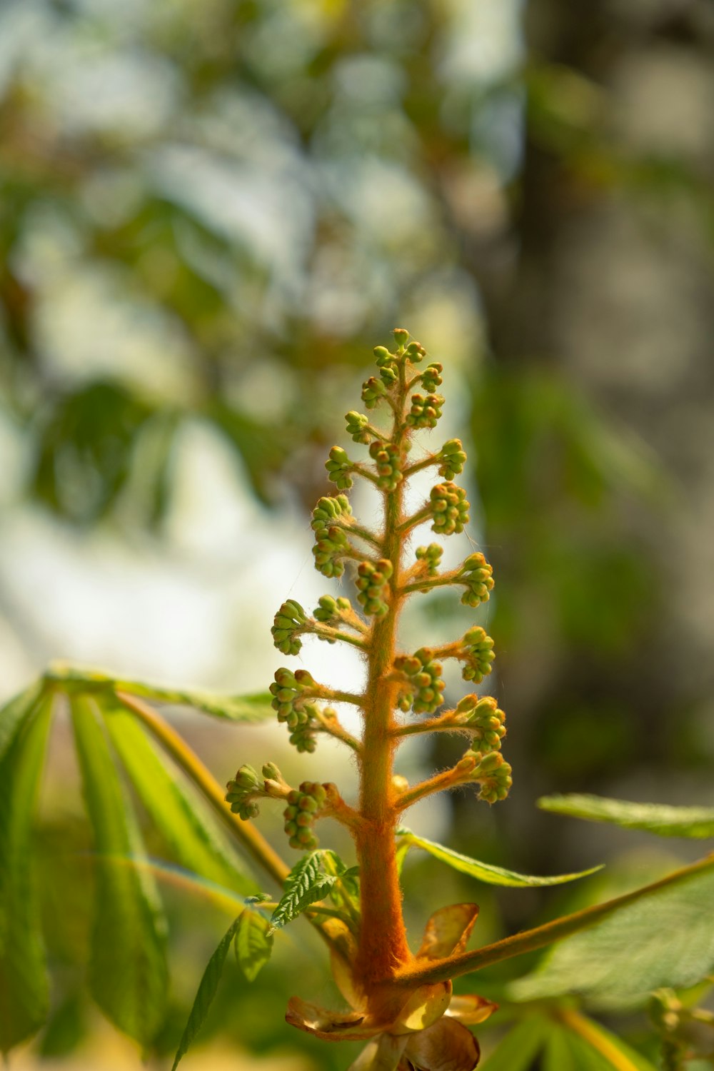 a close-up of a plant