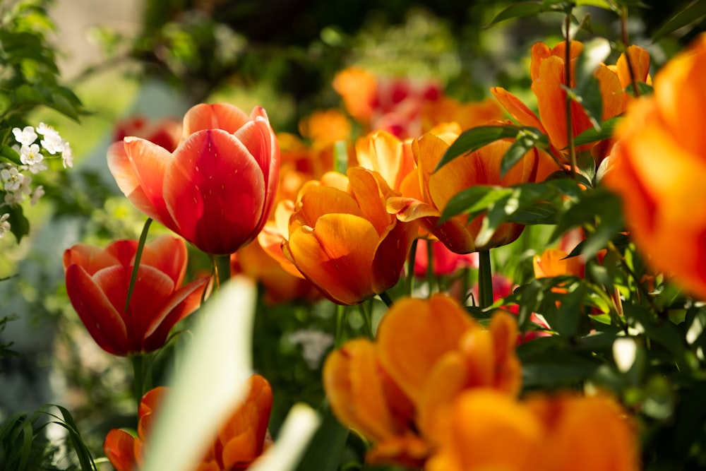 a group of flowers