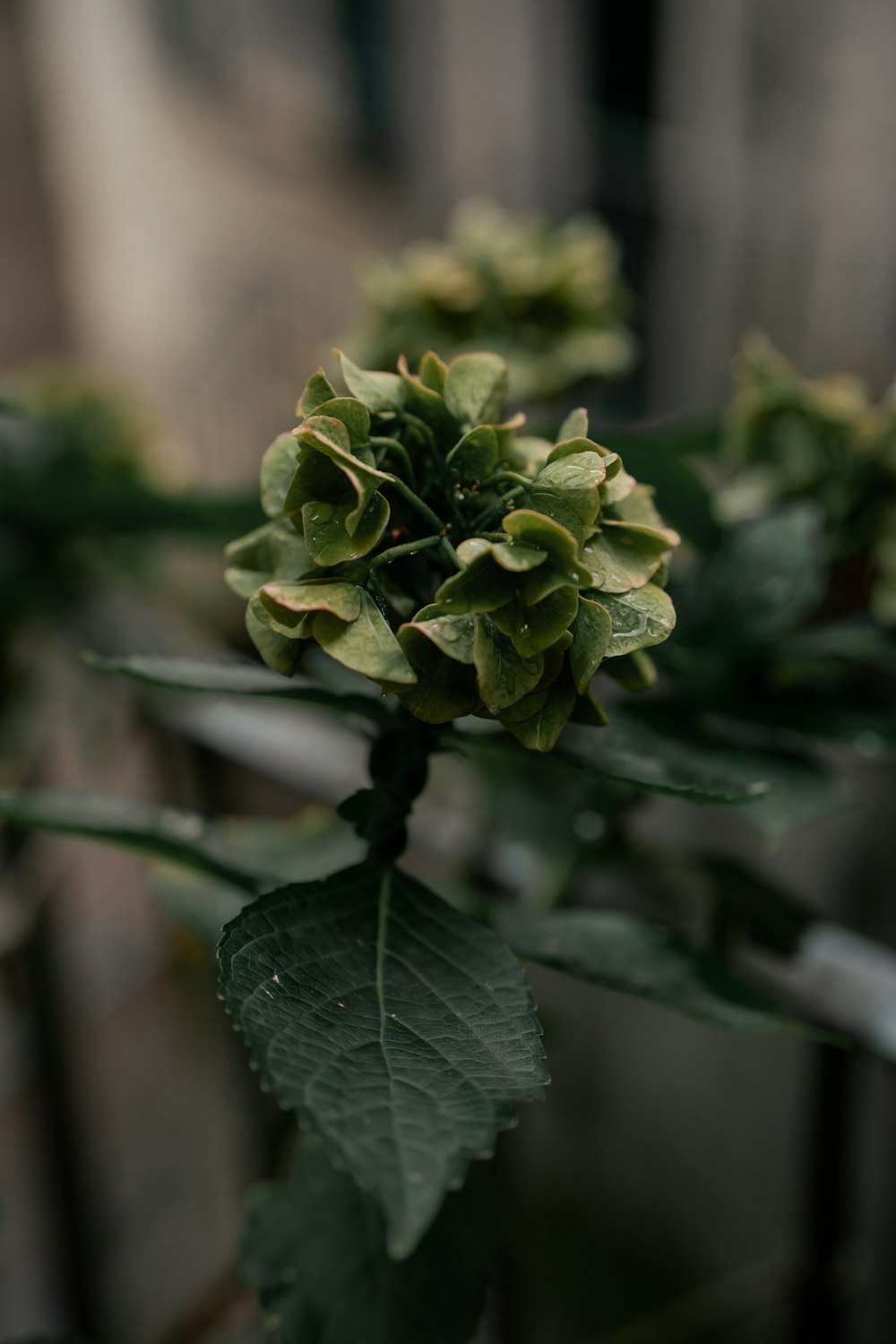 a close up of a plant