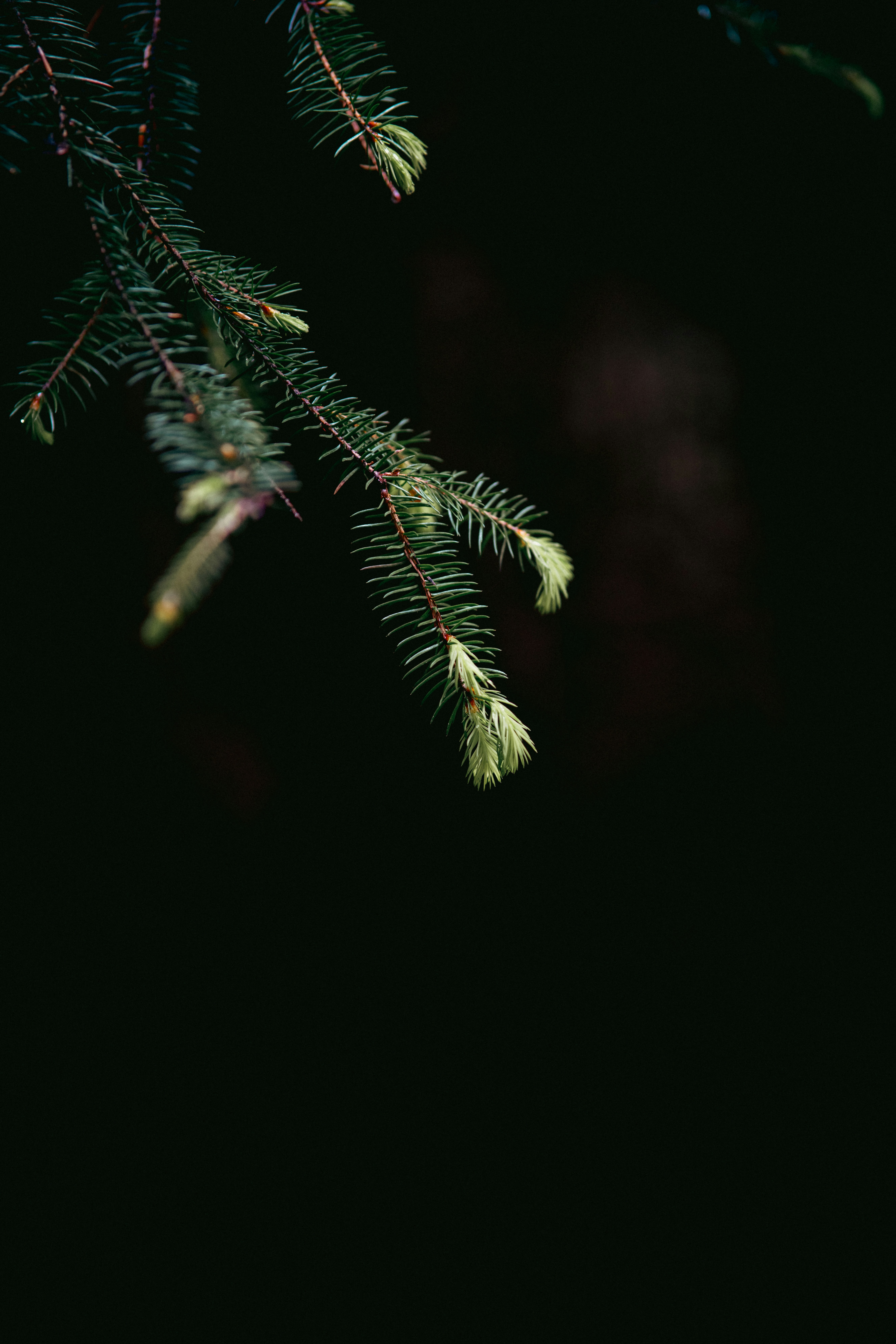 a close up of a branch