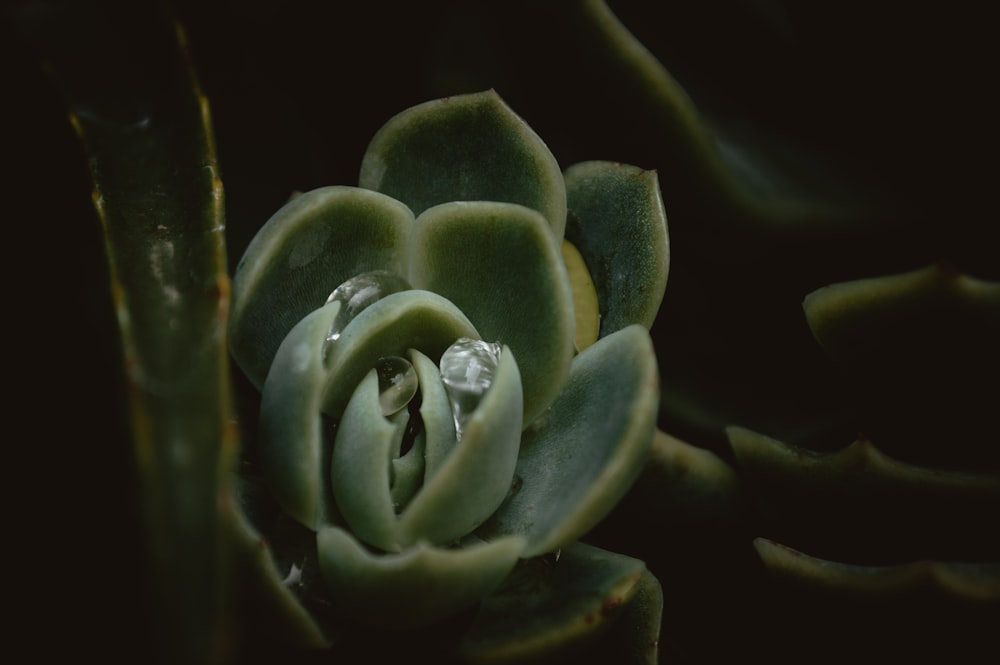 a close up of a flower