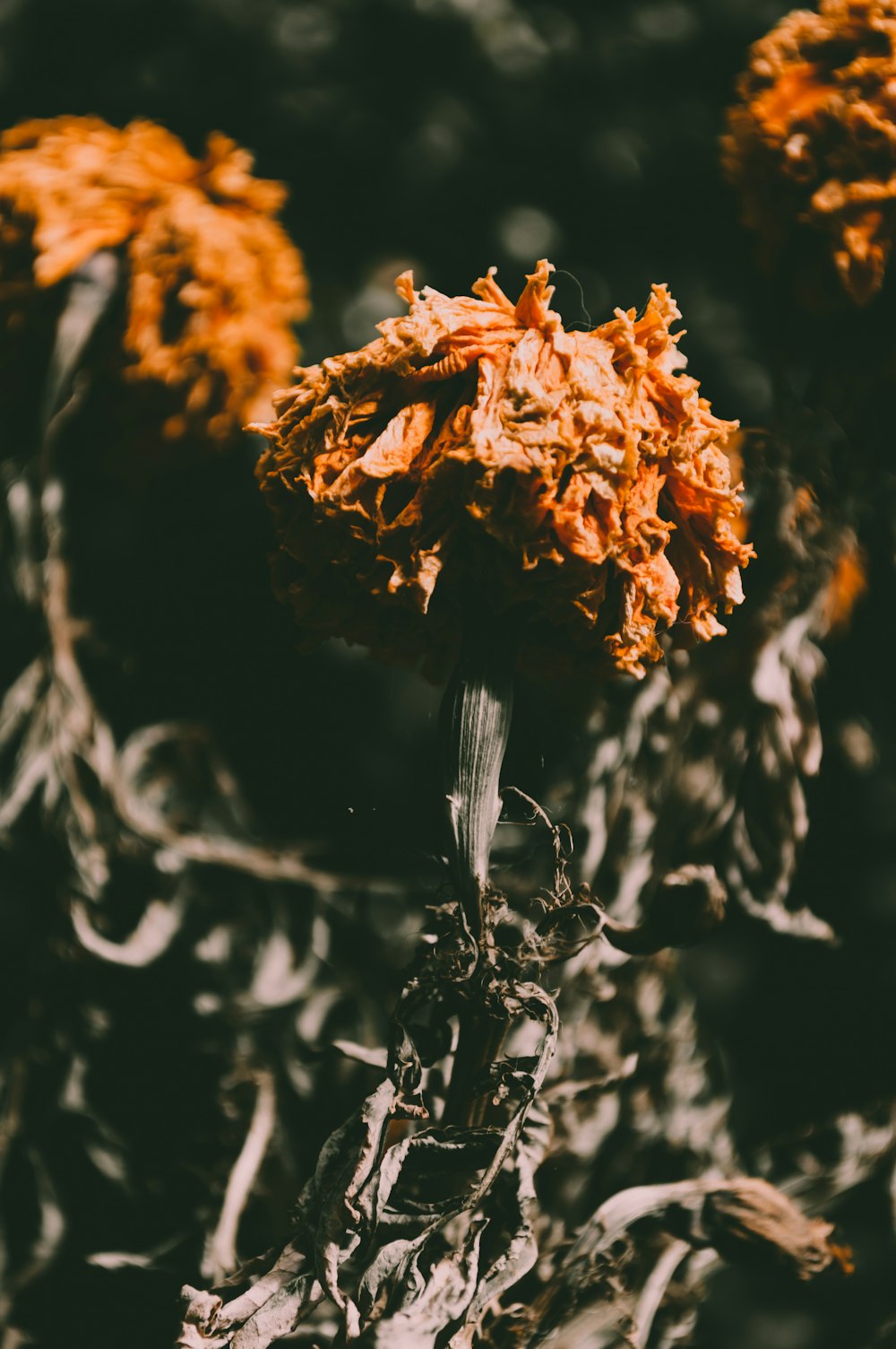 a close up of some leaves