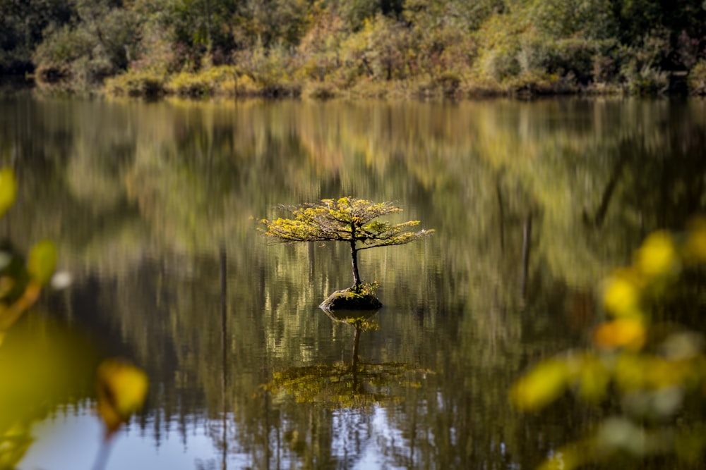 a plant growing in a pond