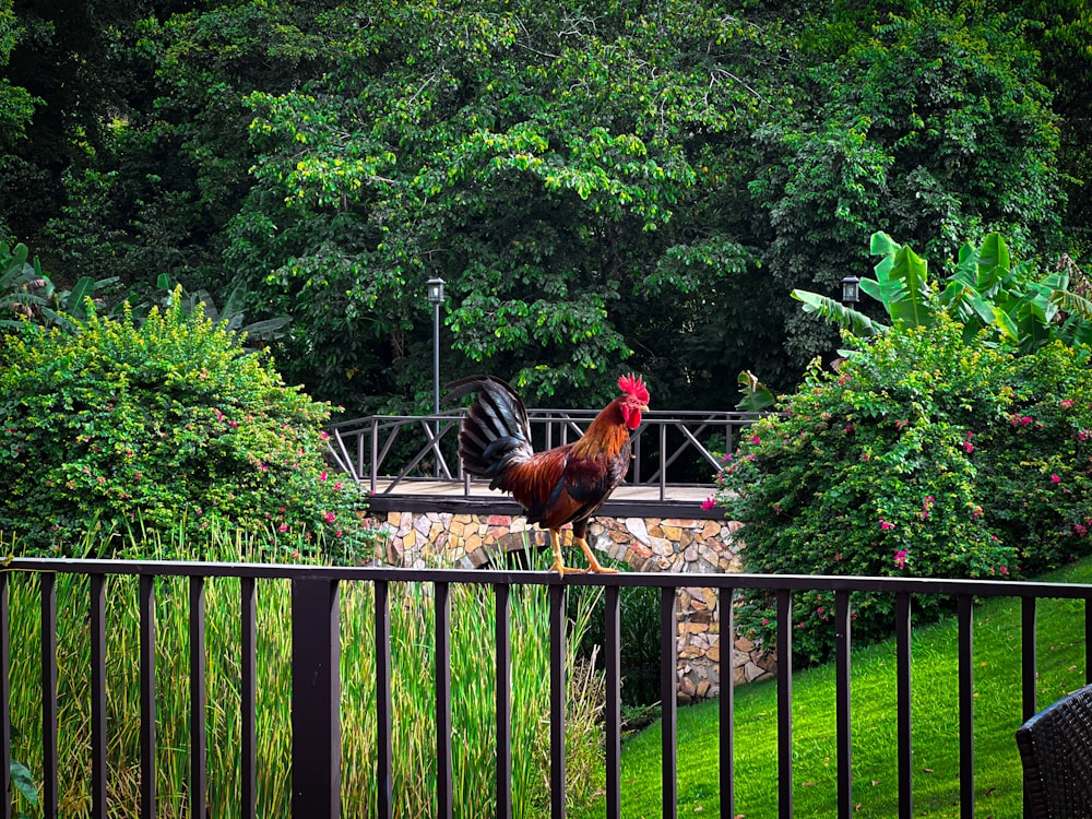 a rooster standing on a fence