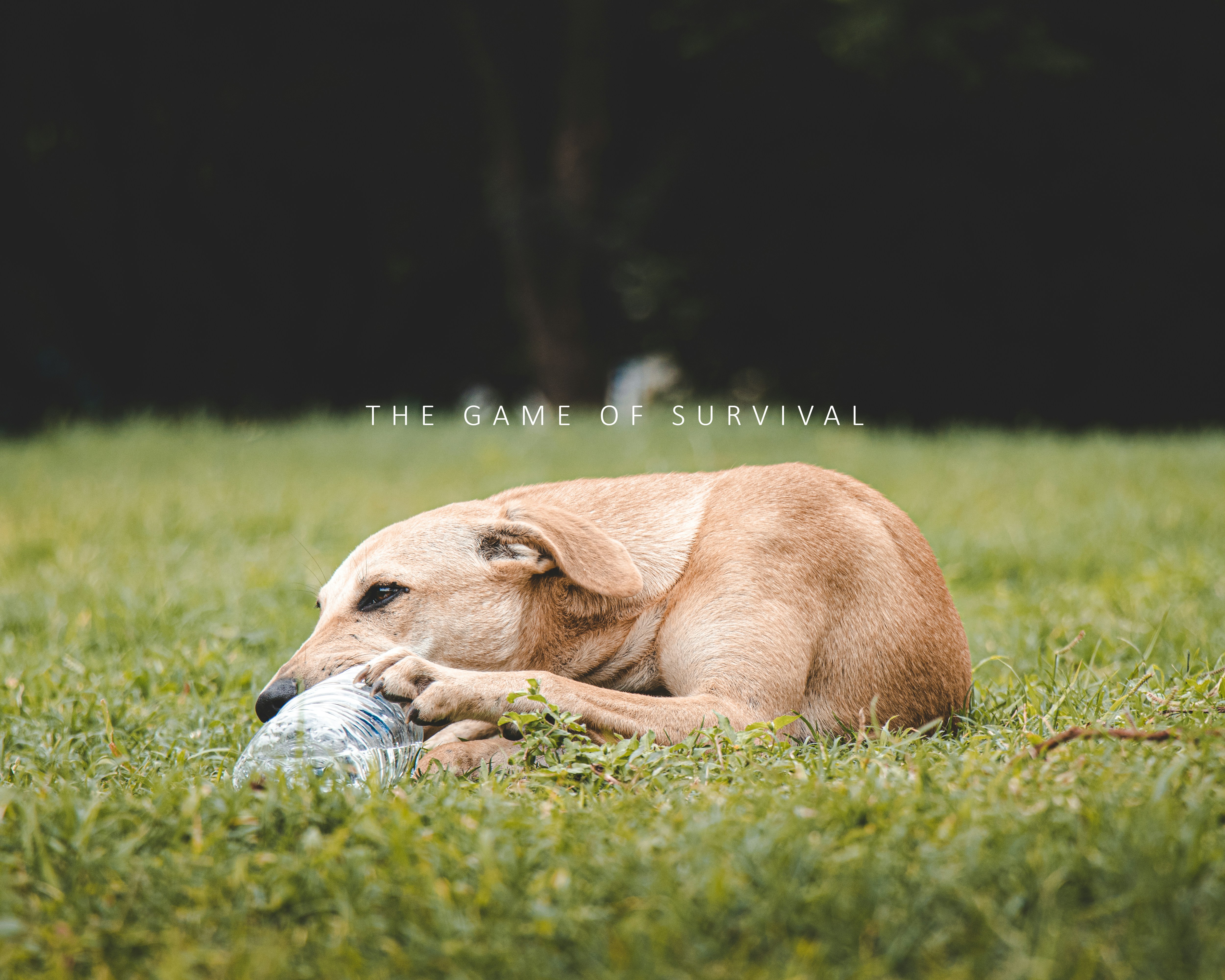 It's A Pet's Life