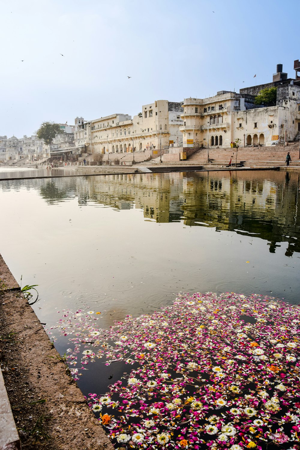a body of water with flowers and buildings around it