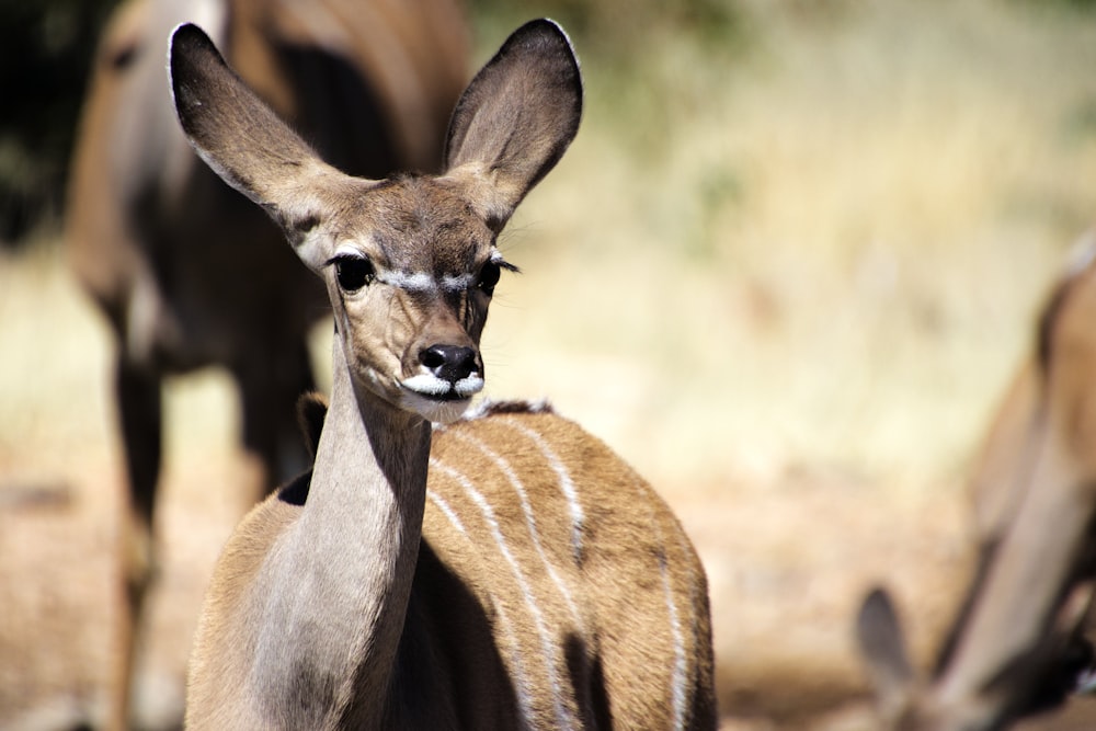 a deer with a baby deer