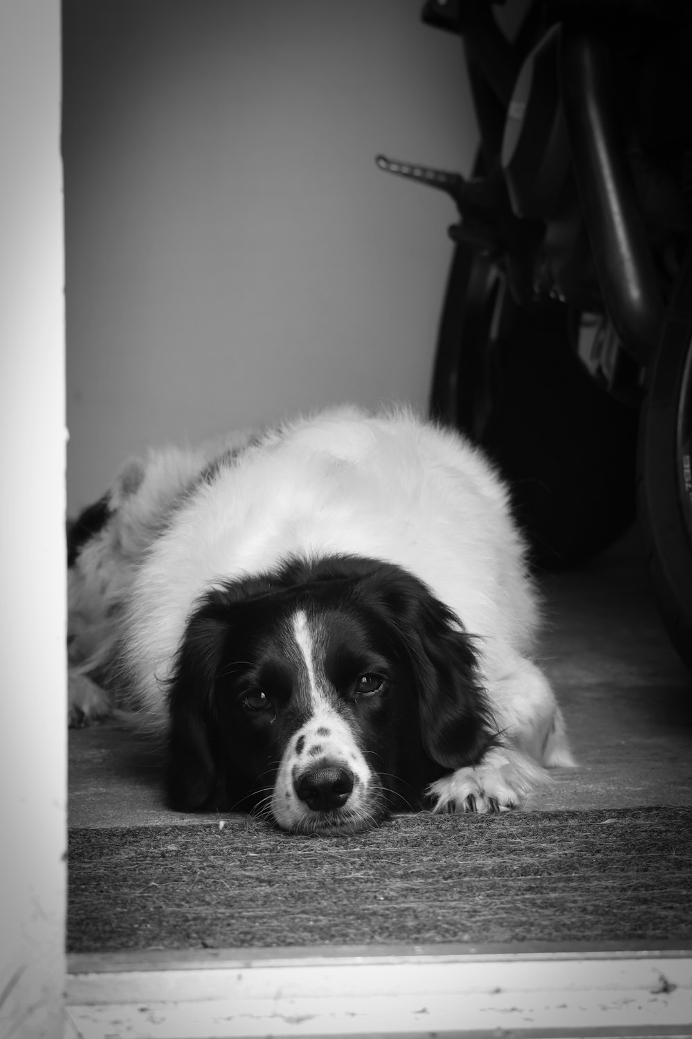 a dog lying on the ground