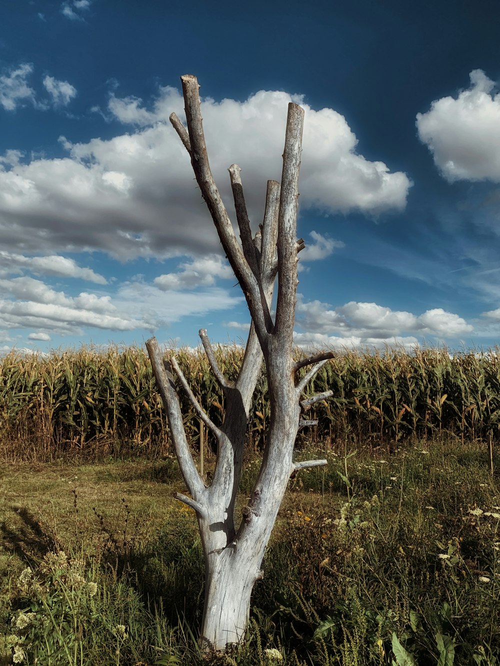 a tree stump in a field