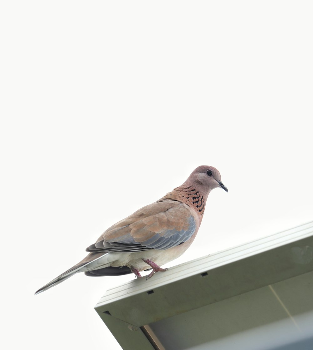 a bird on a roof