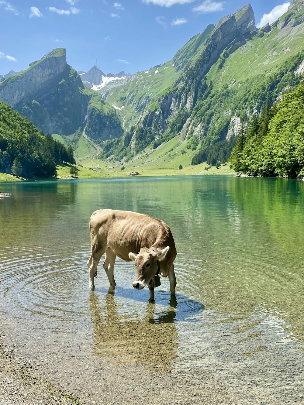 a cow standing in a lake