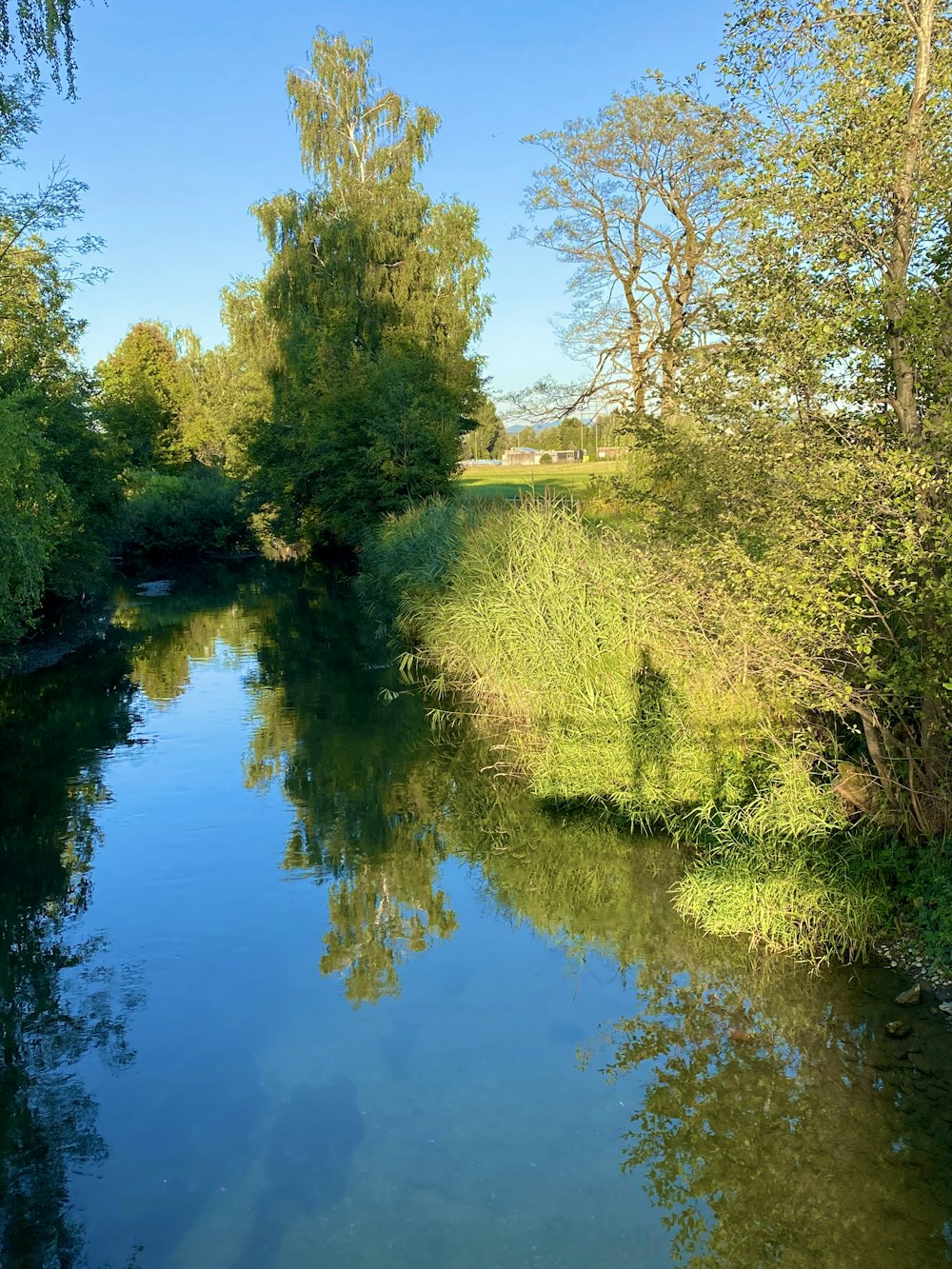 a body of water surrounded by trees