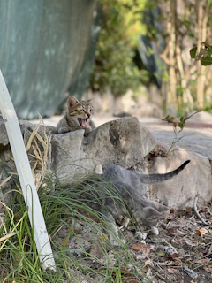 A group of playful kittens exploring a safe, green outdoor space designed for their rescue rehabilitation.