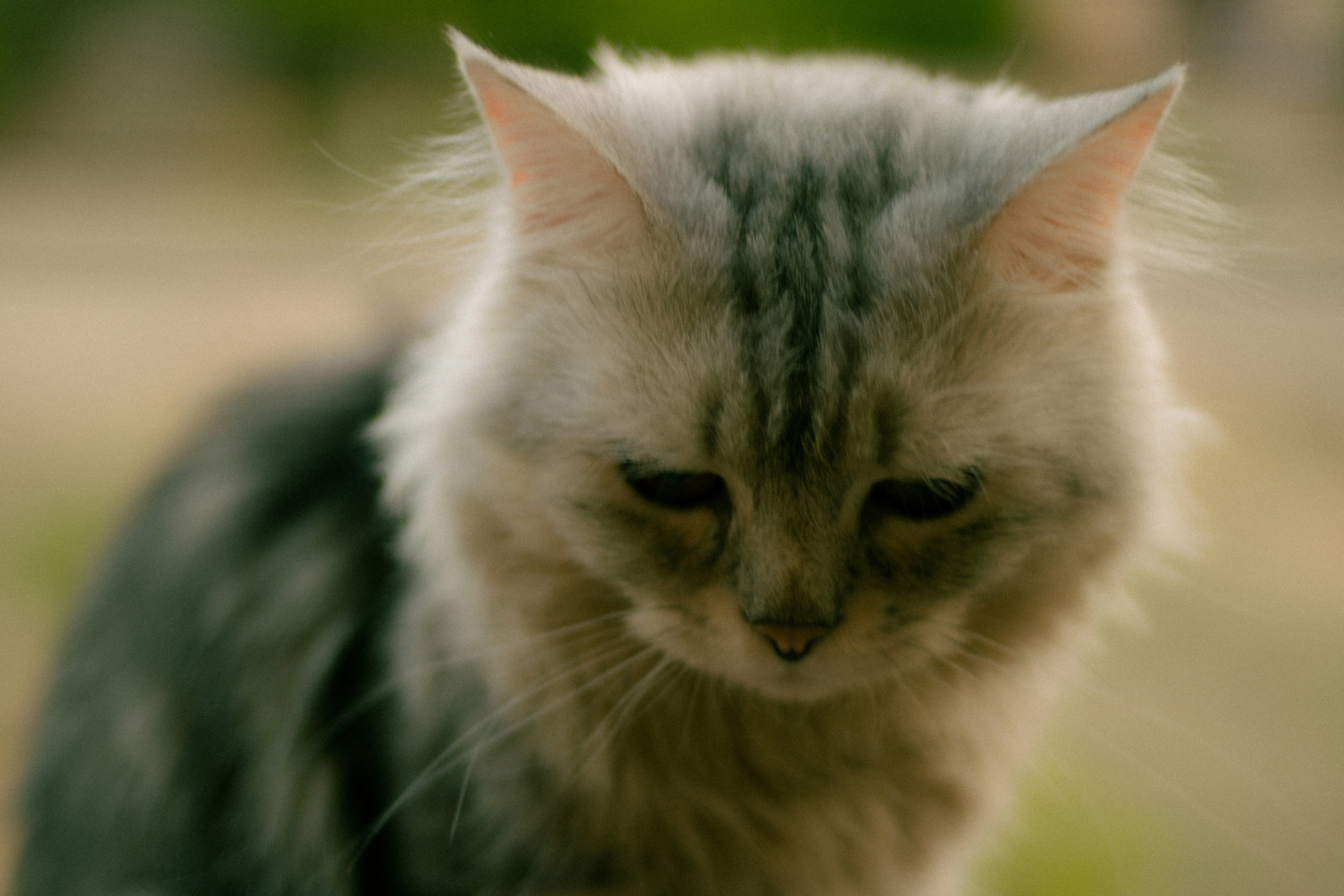 Photo by bishoyemadadel