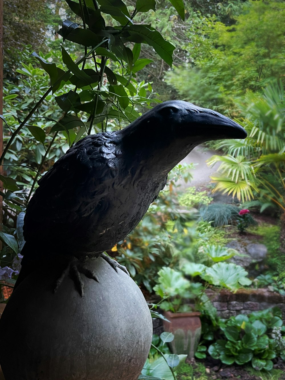 a black bird in a garden