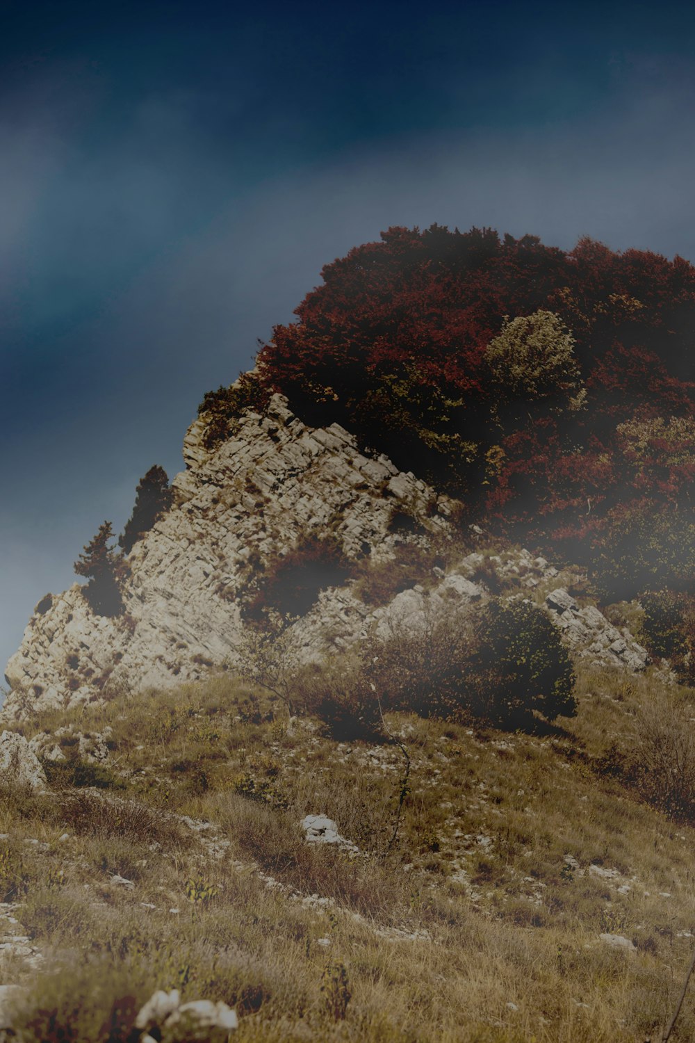 a hillside with trees and bushes