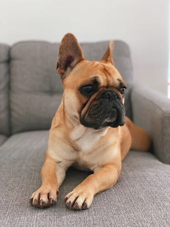 A French Bulldog sitting comfortably on a cozy living room sofa, looking content.