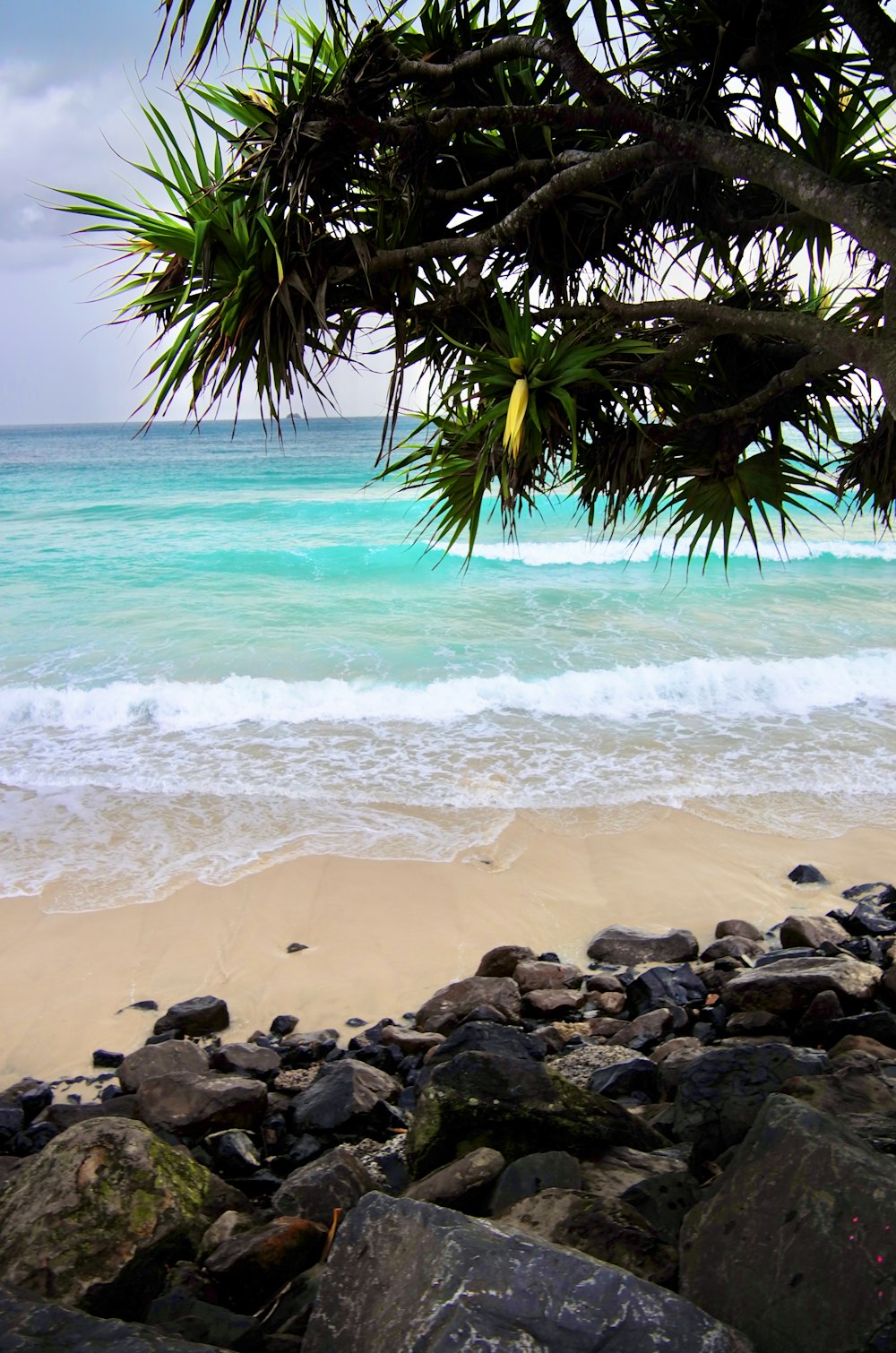 Una playa con rocas y una palmera