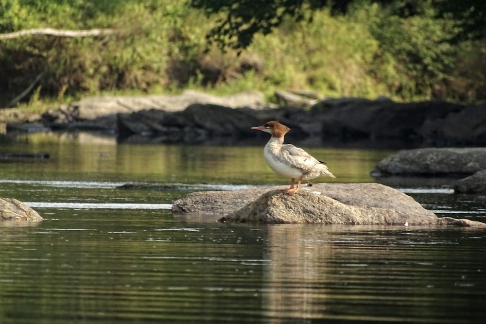 a bird on a rock in the water