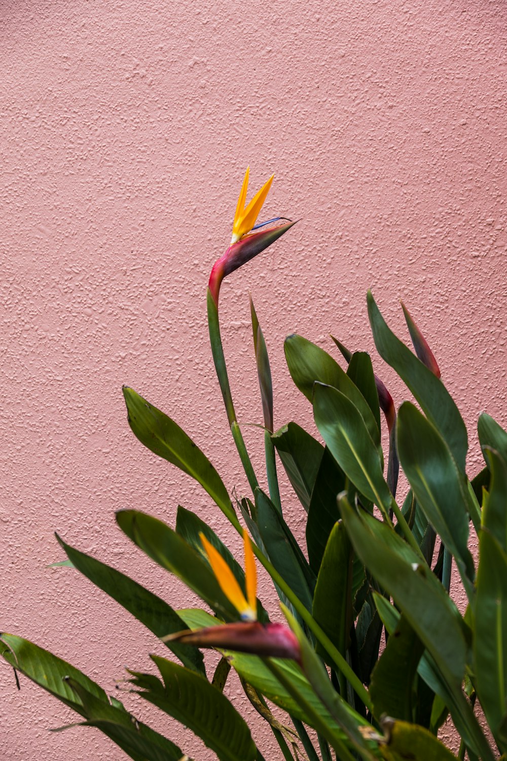 a yellow flower on a plant