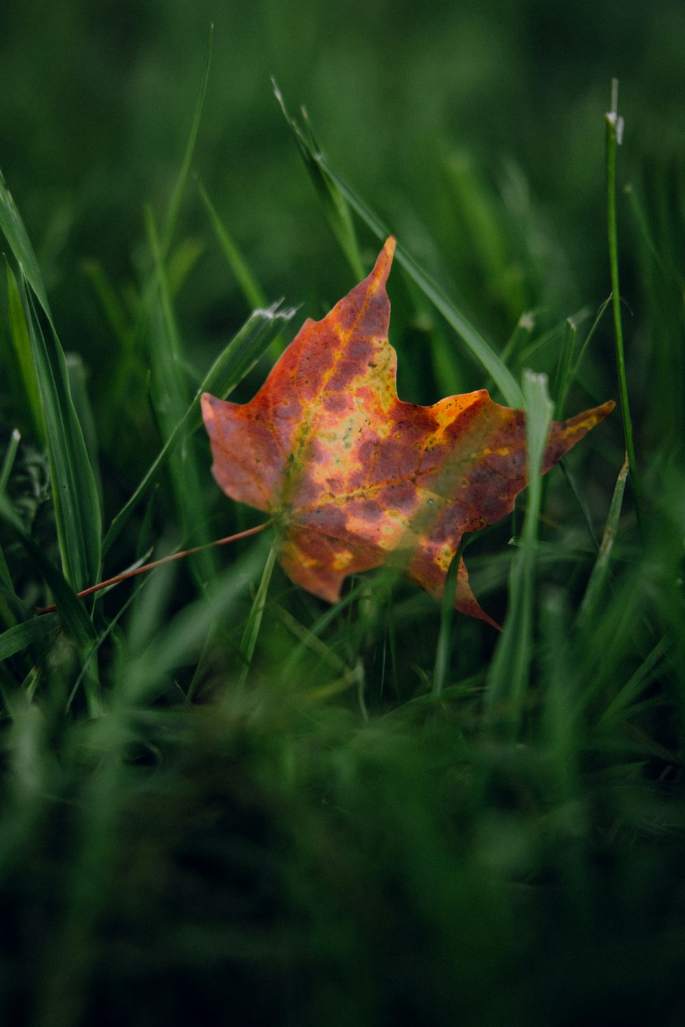 a red leaf on a green plant