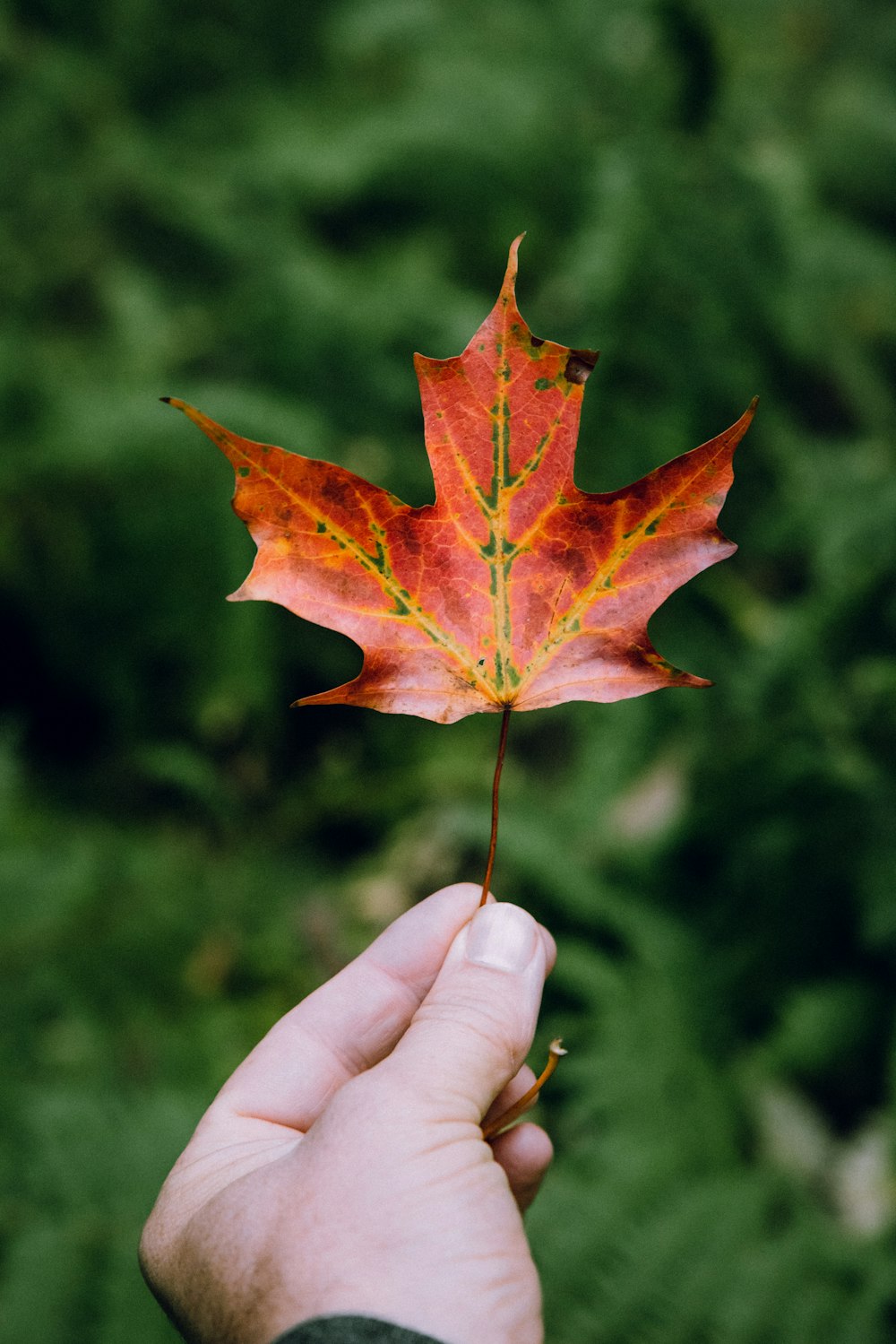 a hand holding a red leaf