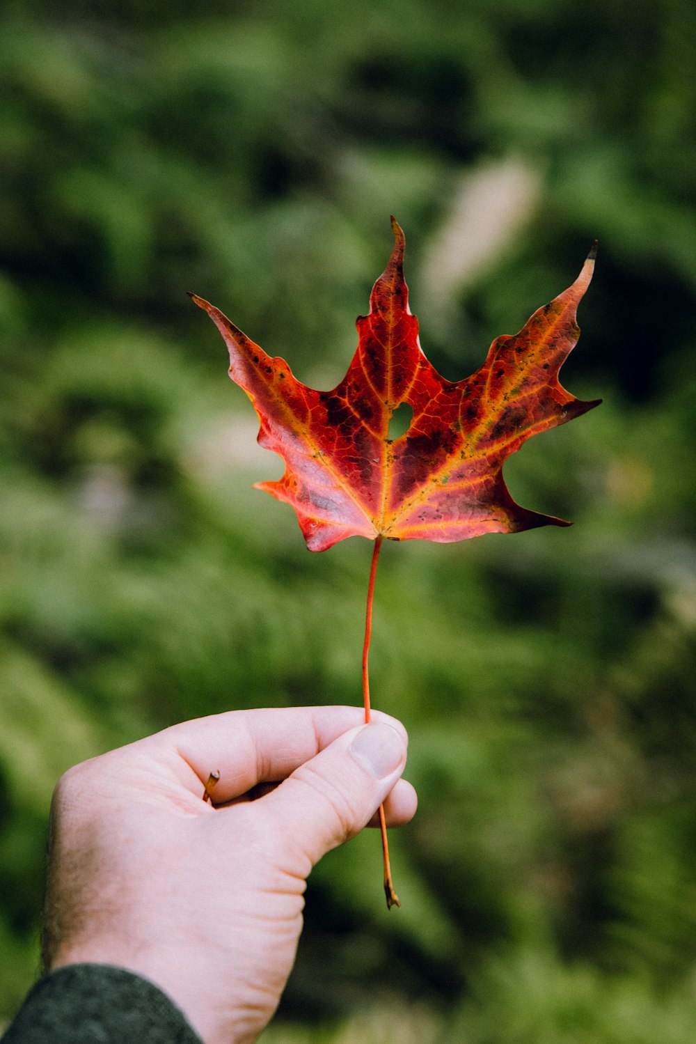 a hand holding a red leaf