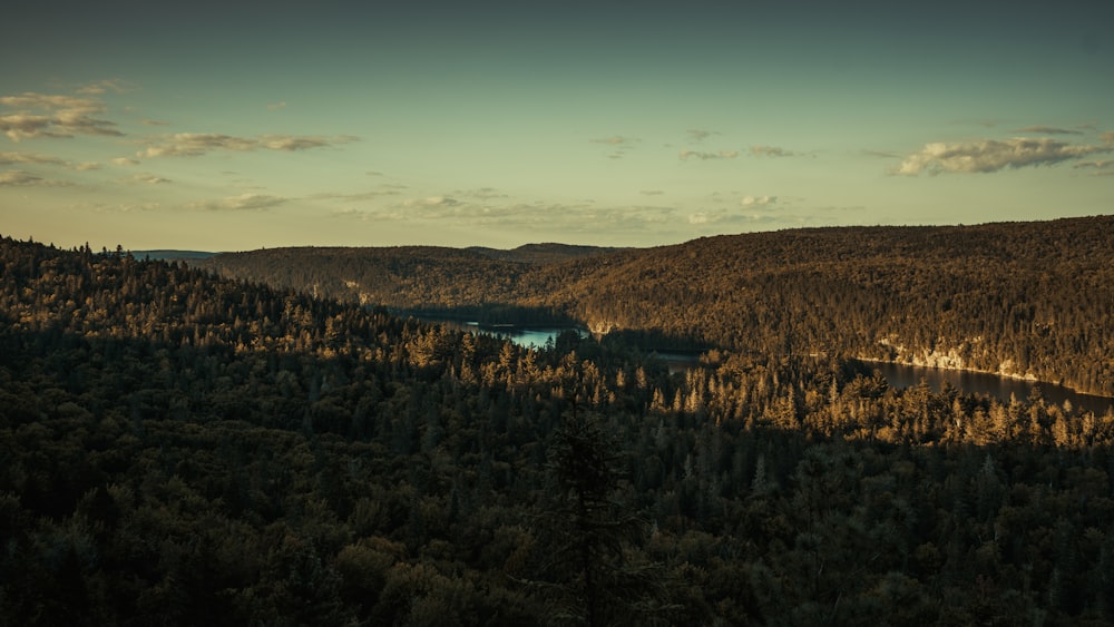 Un paisaje con árboles y un cuerpo de agua en la distancia