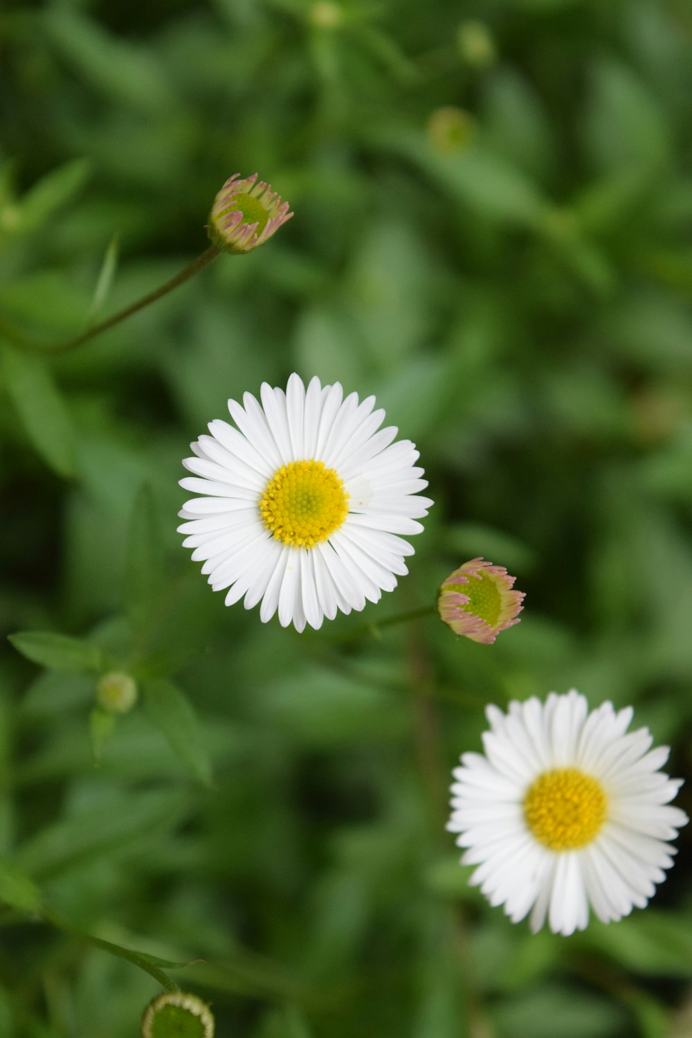 a group of flowers