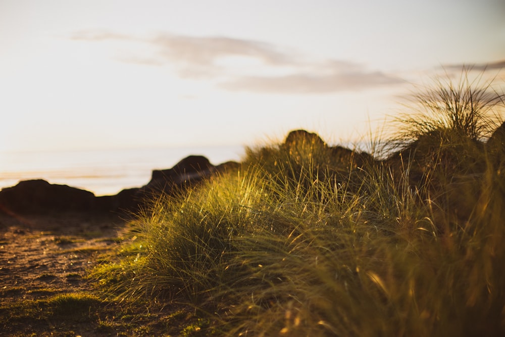 a grassy area with rocks in the background