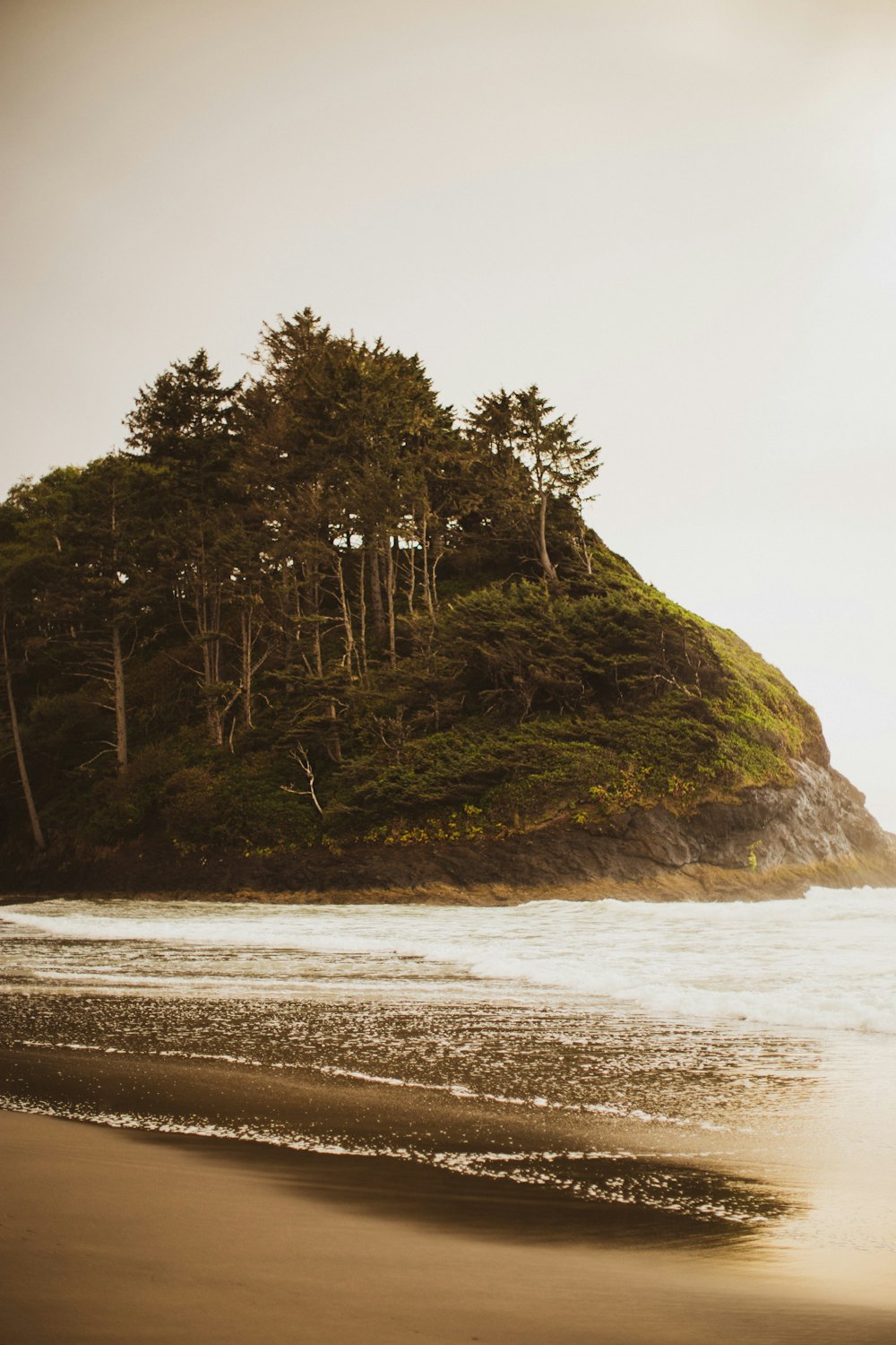 a beach with trees on it