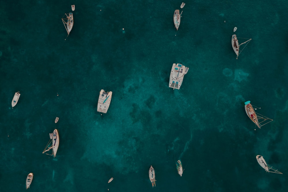 a group of fish swimming in the water