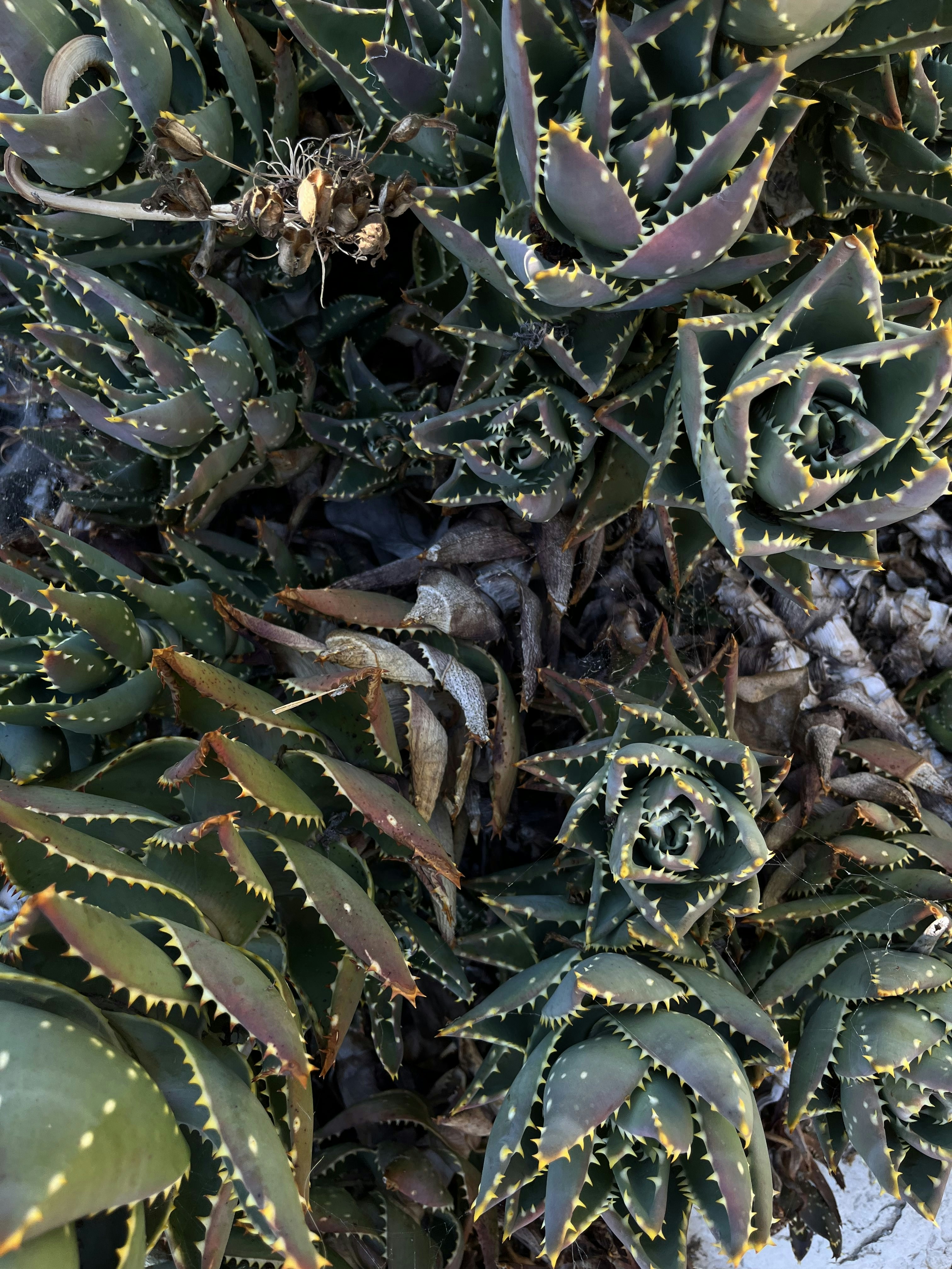a close-up of some plants