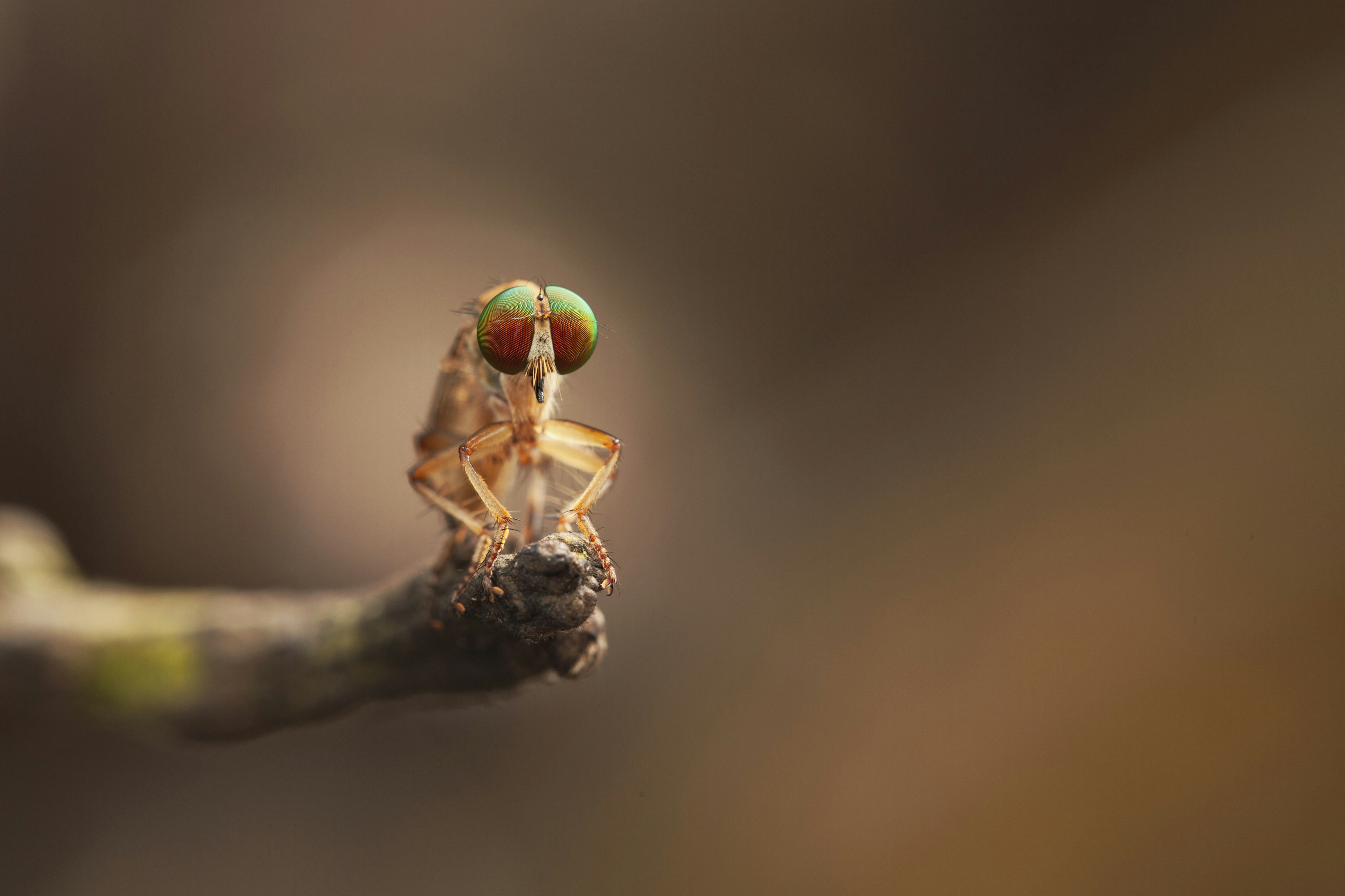 a bug on a branch