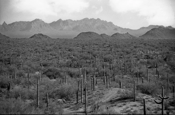 Panoramic view of Baja’s desert landscape with distant mountains and a lone cactus.