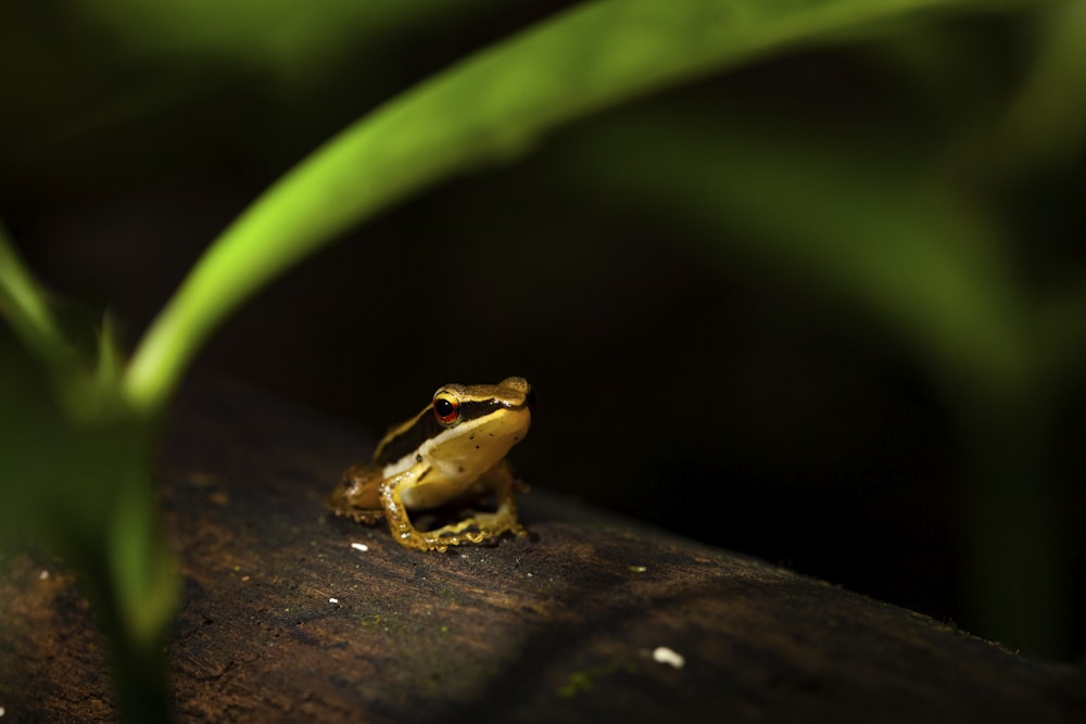 a frog on a log