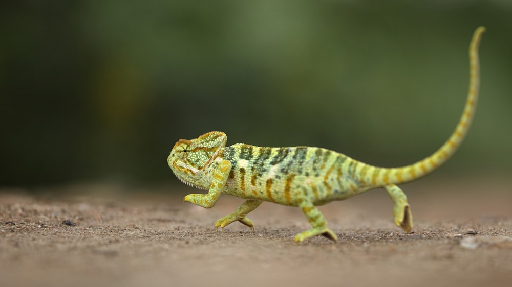 a lizard on a rock