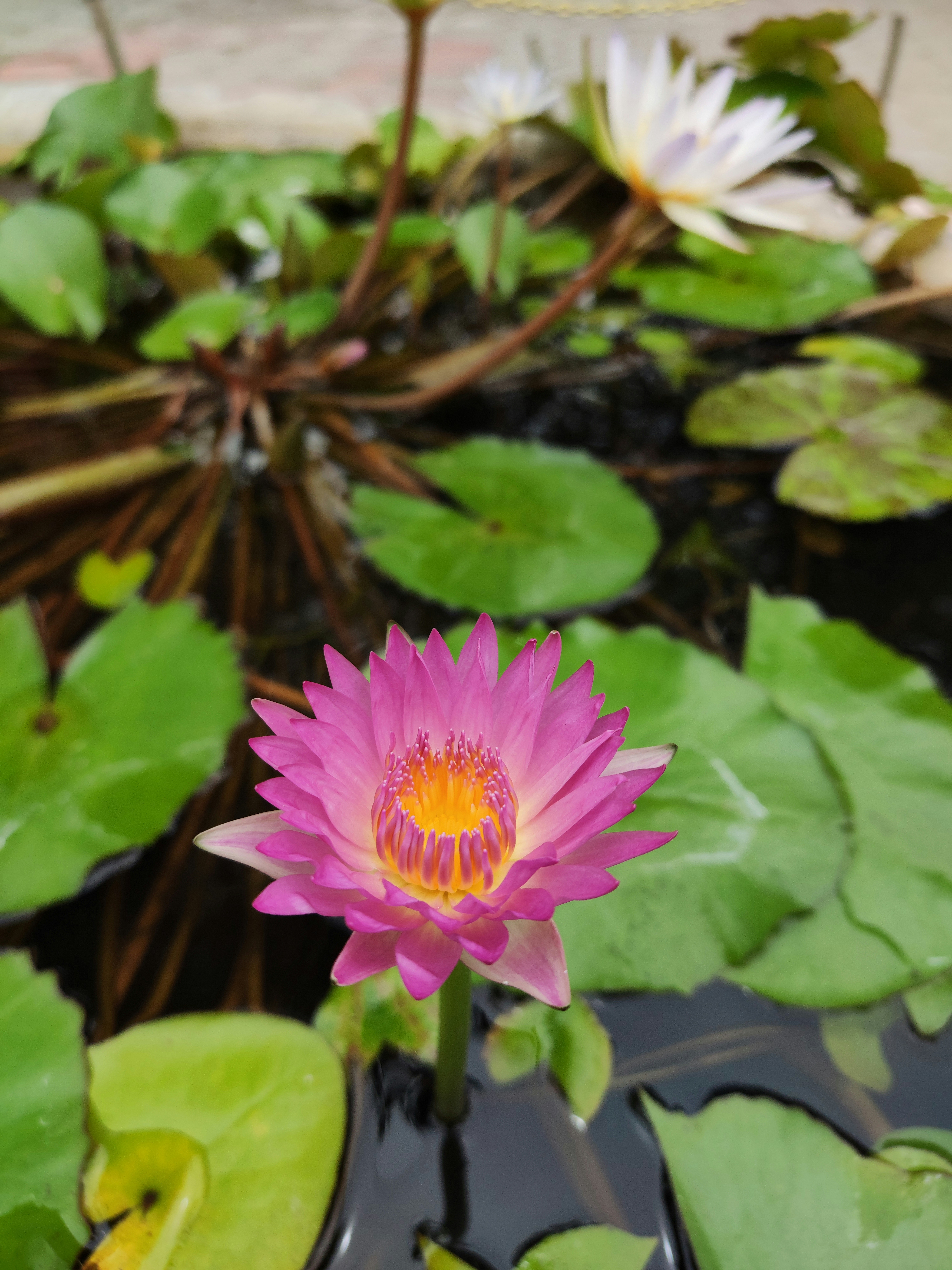 Photo by opacaro_phile