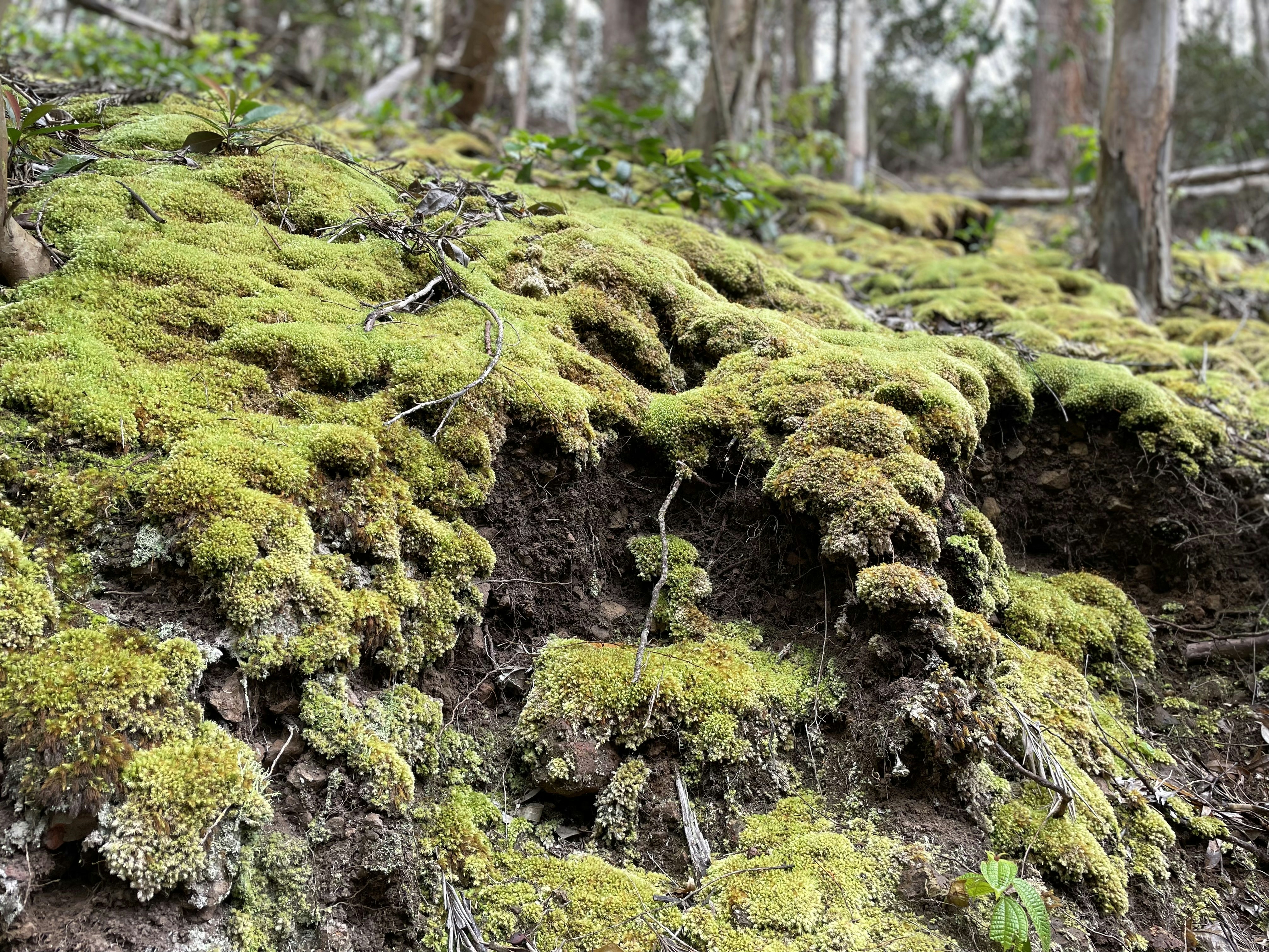 Photo by squidward409