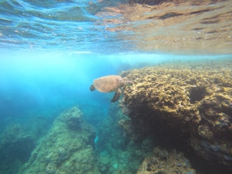 A sea turtle swims gracefully underwater near a coral reef. The water is clear with sunlight filtering through, illuminating the vibrant coral structures. The turtle moves slowly, surrounded by the natural beauty of the marine environment.