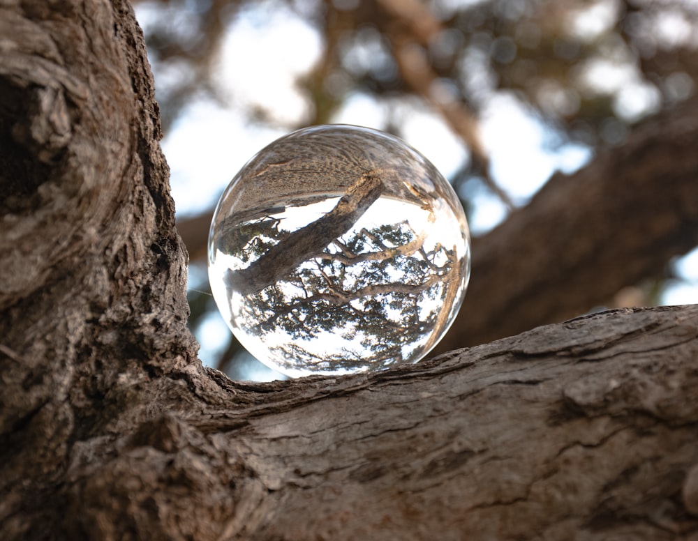 a close up of a tree