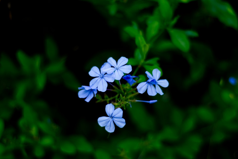 a group of blue flowers