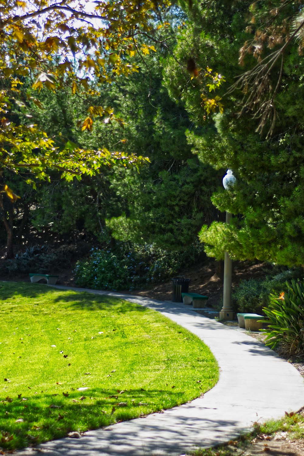 a path with benches and trees