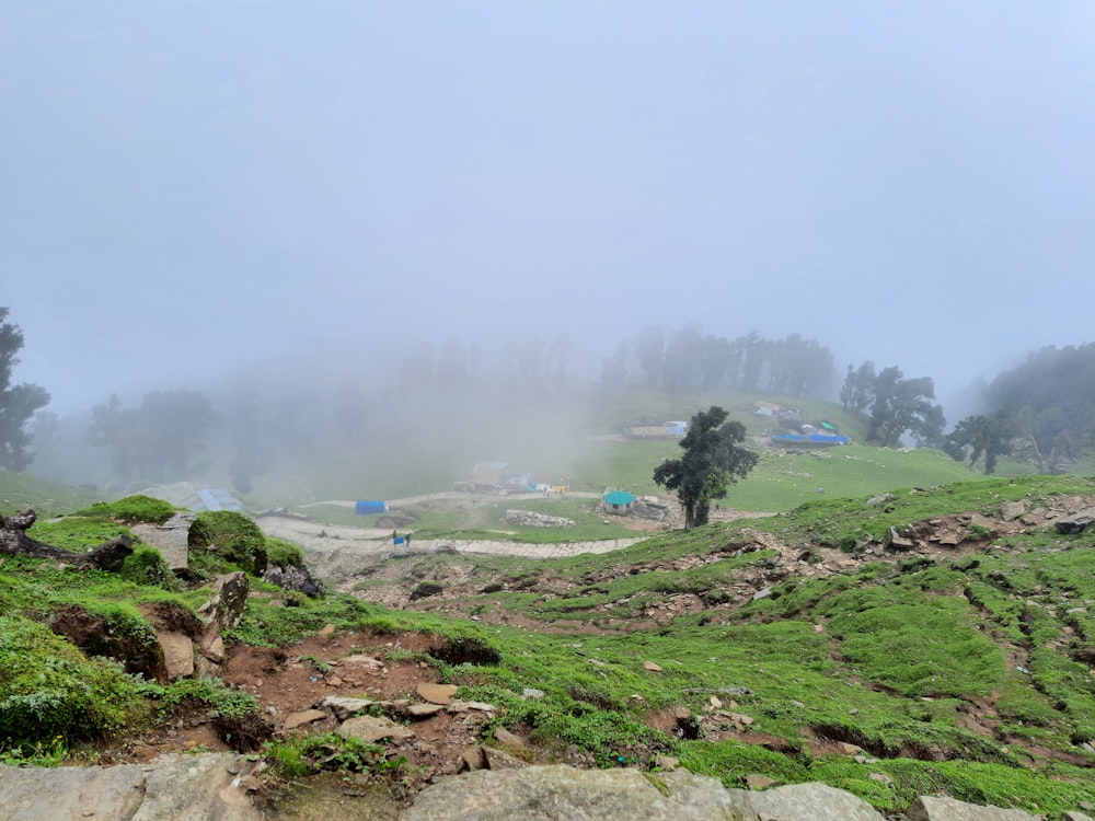 a grassy hill with trees and fog