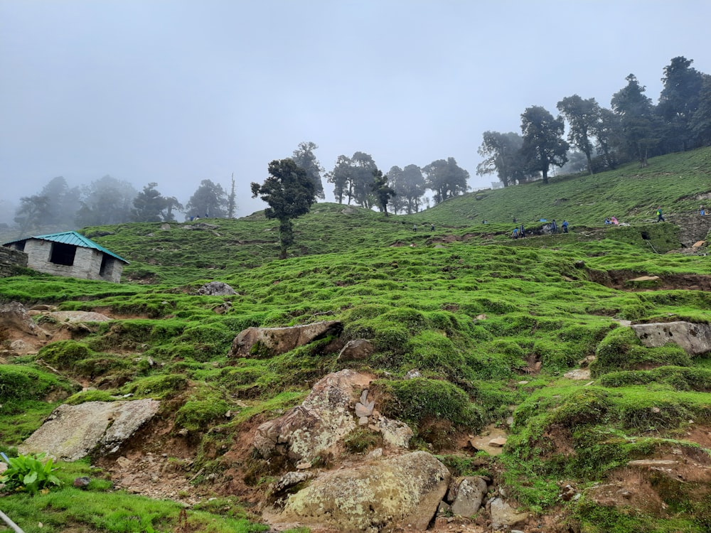 a grassy hill with rocks and trees