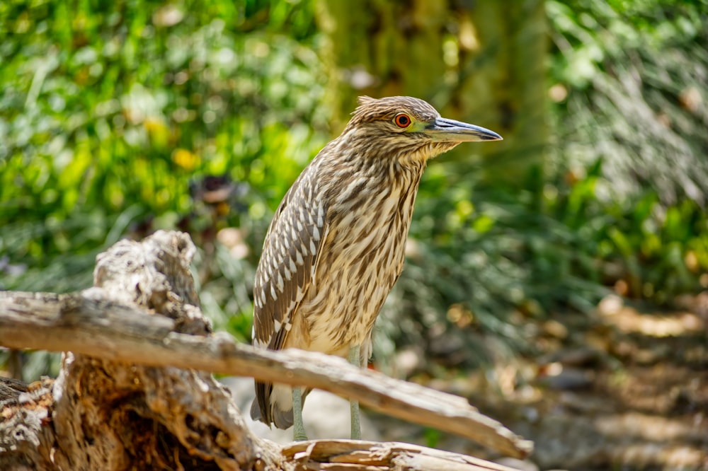 a bird sits on a branch