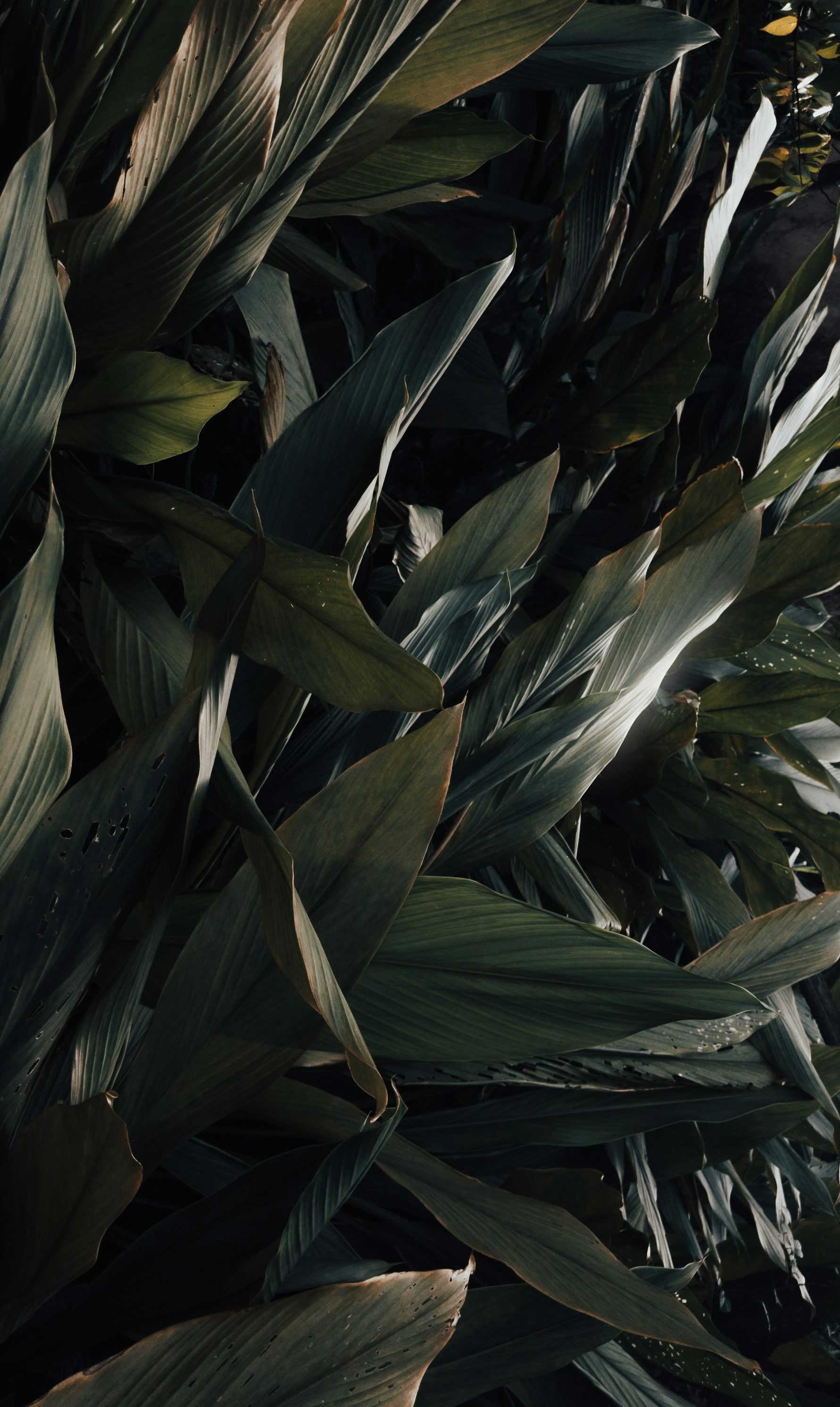 Photo by aban_rasheed