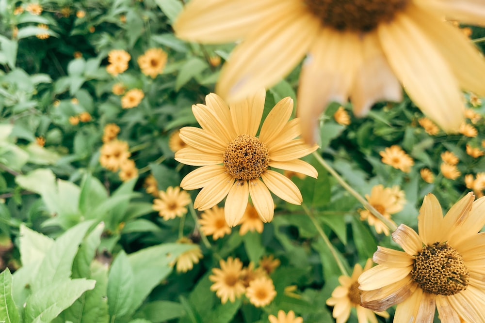 a group of flowers