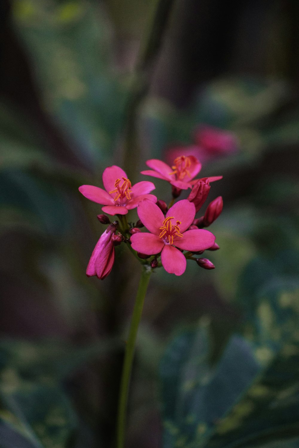 a close up of a flower