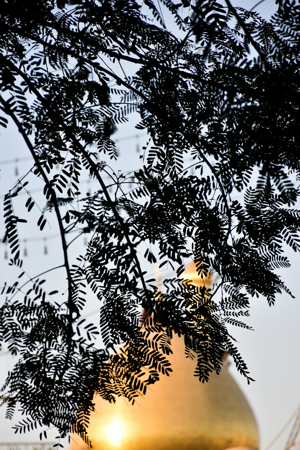 a tree with a light shining through it